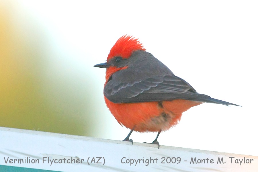 Vermilion Flycatcher -winter male- (Arizona)