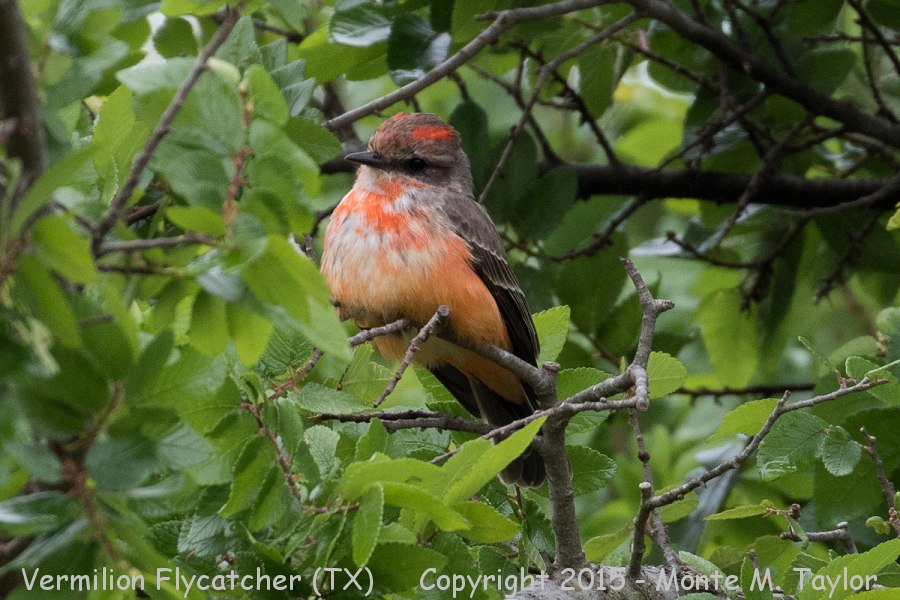 Vermilion Flycatcher -winter HY male- (Texas)