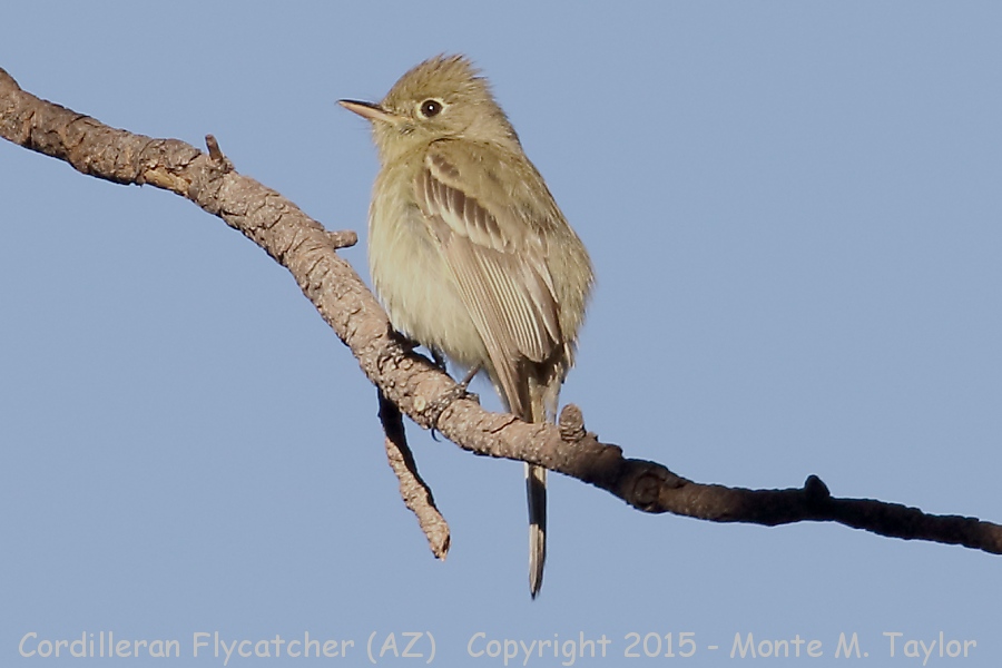 Western Flycatcher -spring- (California)