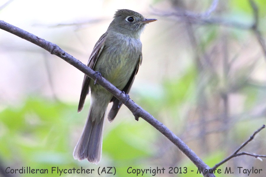 Western Flycatcher -spring- (California)