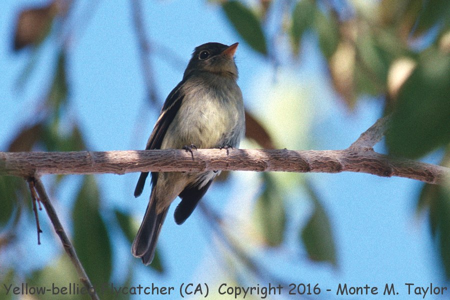 Yellow-bellied Flycatcher -Sept 21st, 1997- (Galileo Hill, California)