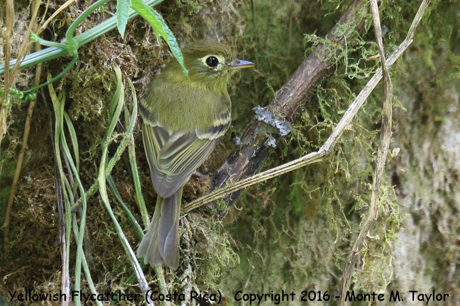 Yellowish Flycatcher -winter- (Savegre, Costa Rica)