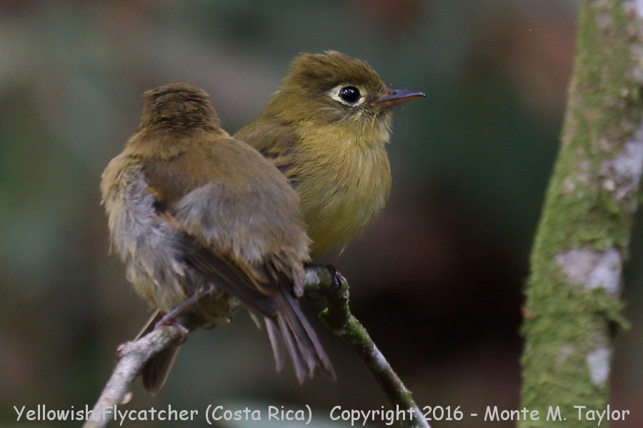 Yellowish Flycatcher -winter- (Savegre, Costa Rica)