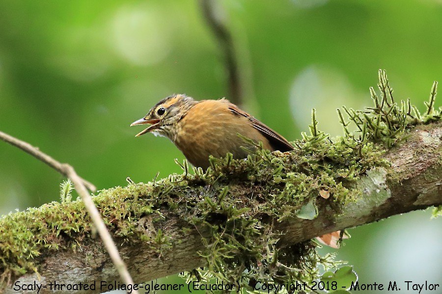 Scaly-throated Foliage-gleaner -November- (Mindo, Ecuador)