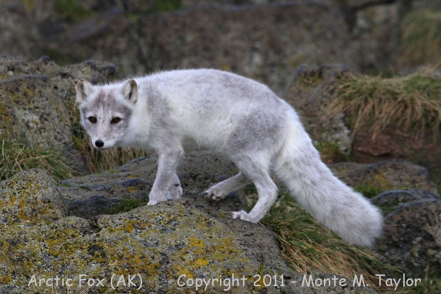 Arctic Fox -fall- (St. Paul Island, Pribilofs, Alaska)