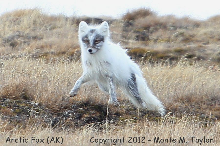 Artic Fox -spring- (Barrow, Alaska)