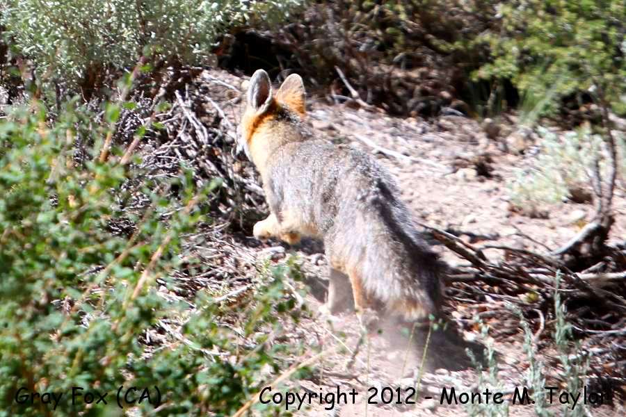 Gray Fox -summer- (Mono County, California)