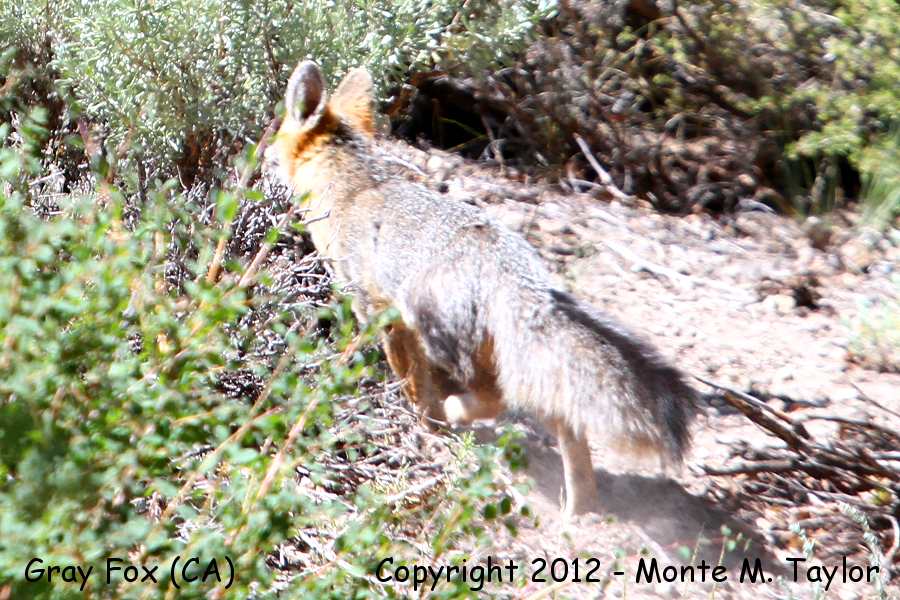 Gray Fox -summer- (Mono County, California)