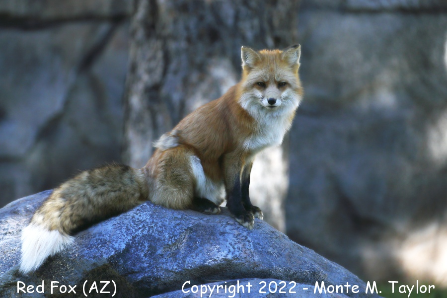 Red Fox -fall- (Arizona)