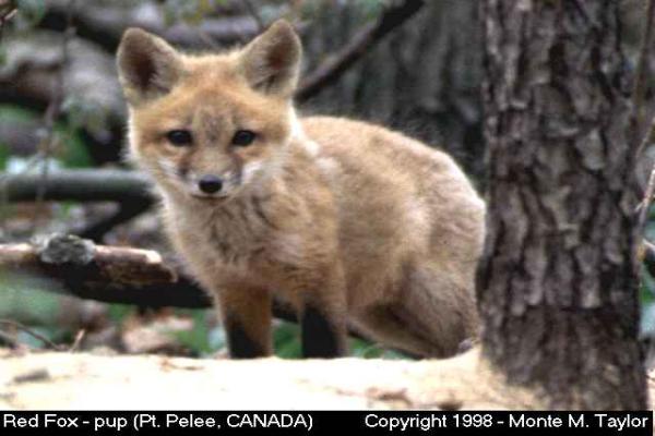 Red Fox -pup- (Leamington, Ontario, Canada)