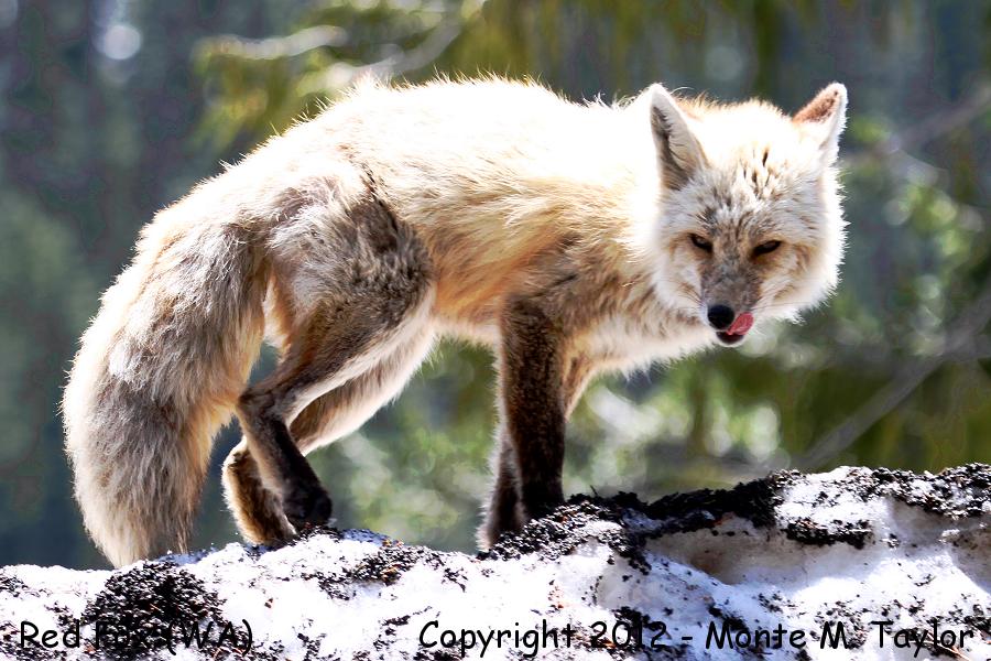 Red Fox -spring- (Mt. Rainier National Park, Washington)