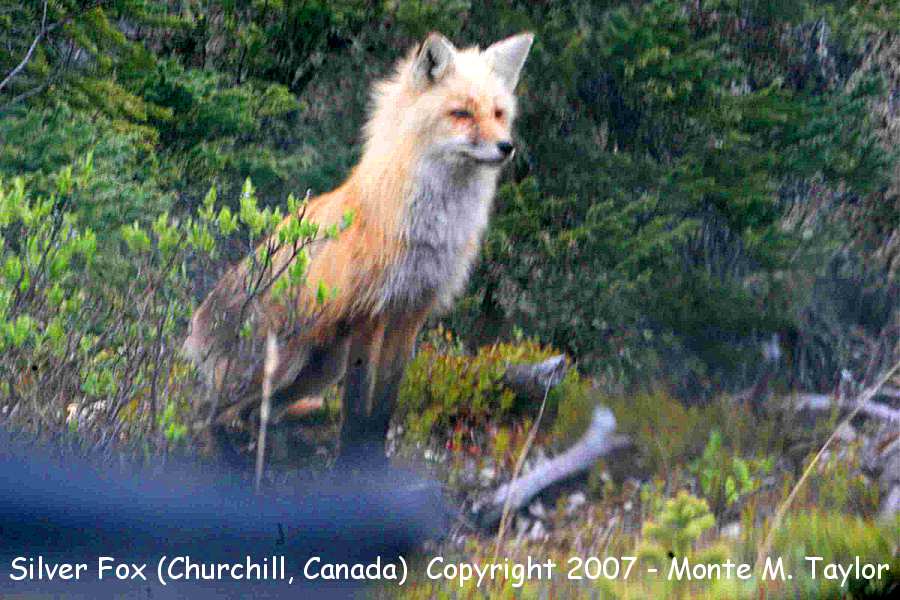 Silver Fox -summer- (Churchill, Manitoba, Canada)