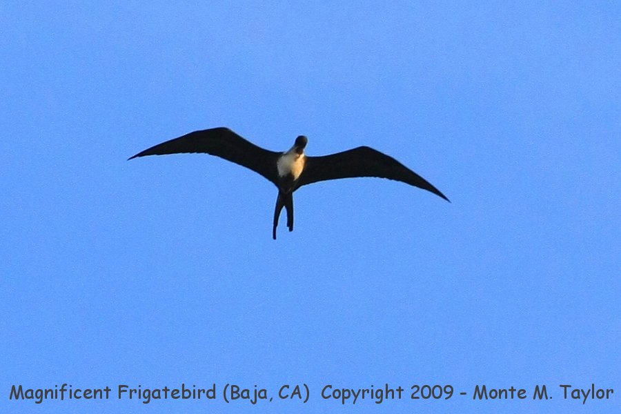 Magnificent Frigatebird -winter female- (Cabo San Lucas, California)