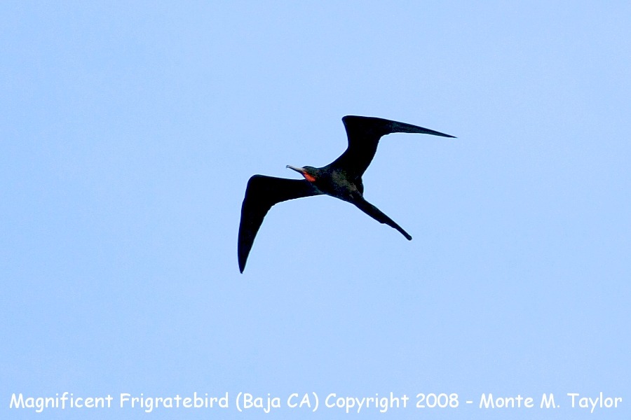 Magnificent Frigatebird -winter male- (Cabo San Lucas, California)