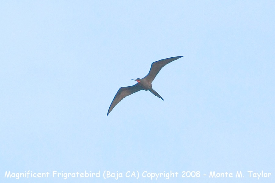Magnificent Frigatebird -winter male- (Cabo San Lucas, California)