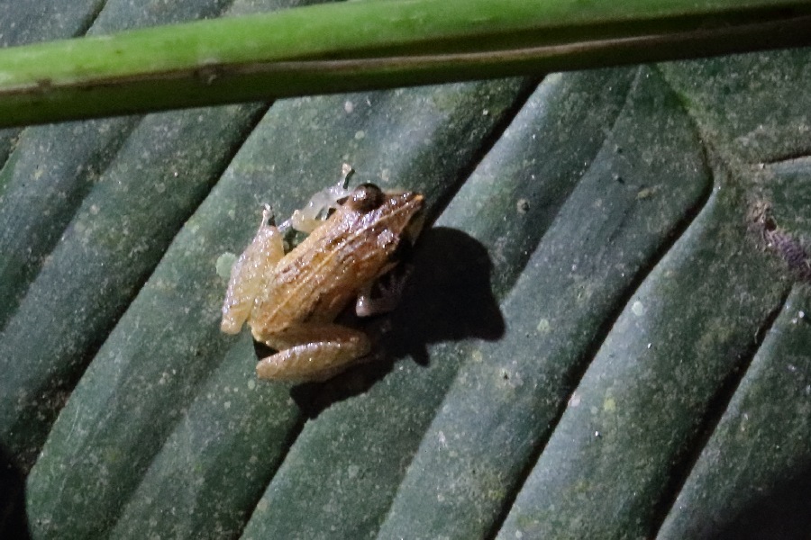 -November- (Mindo, Ecuador)