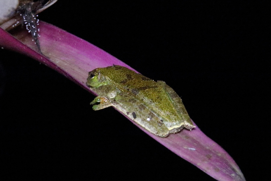 -November- (Mindo, Ecuador)