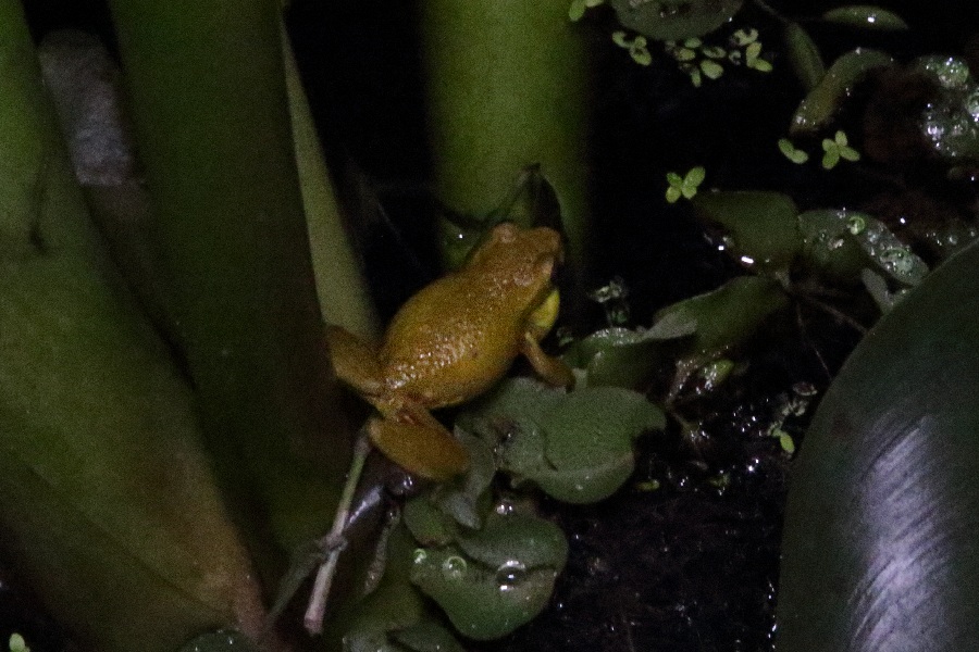 -November- (Mindo, Ecuador)