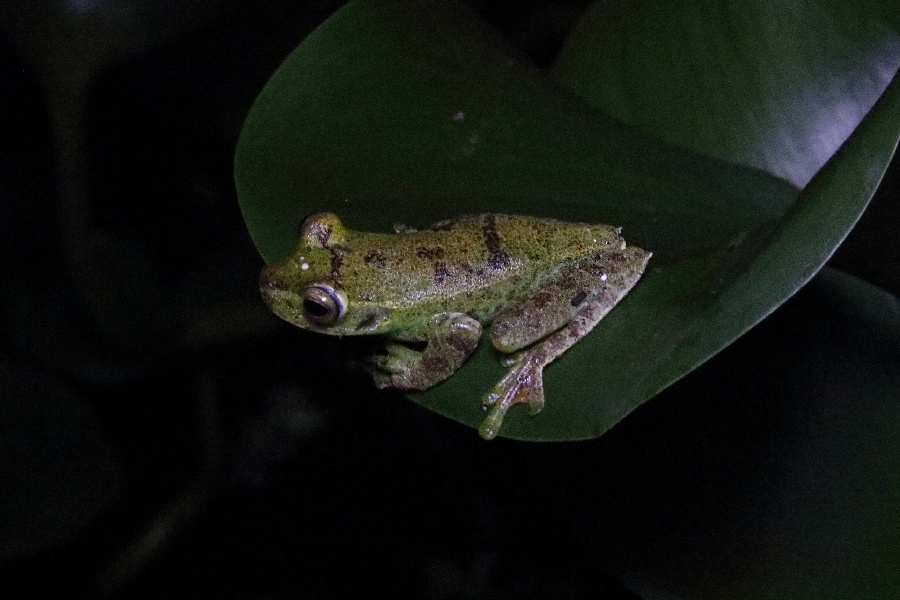 -November- (Mindo, Ecuador)