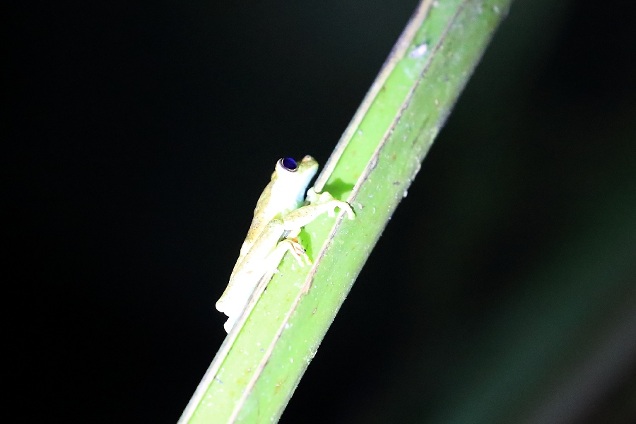 -November- (Mindo, Ecuador)