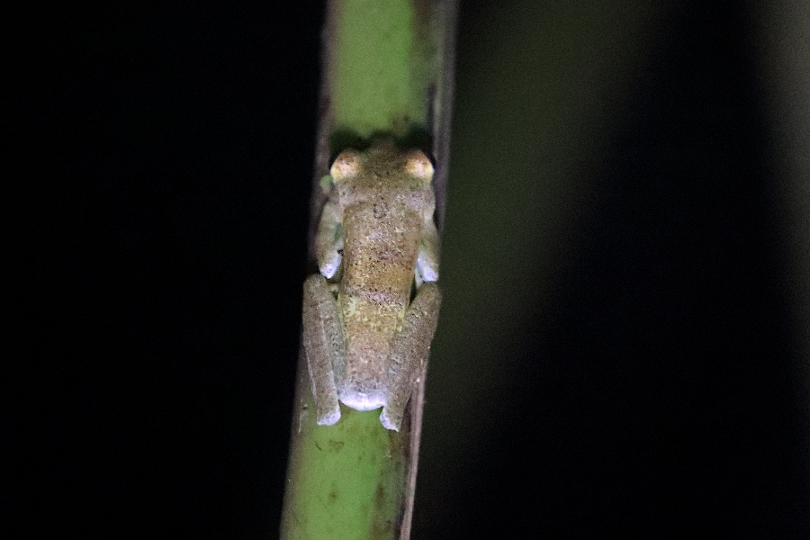 -November- (Mindo, Ecuador)