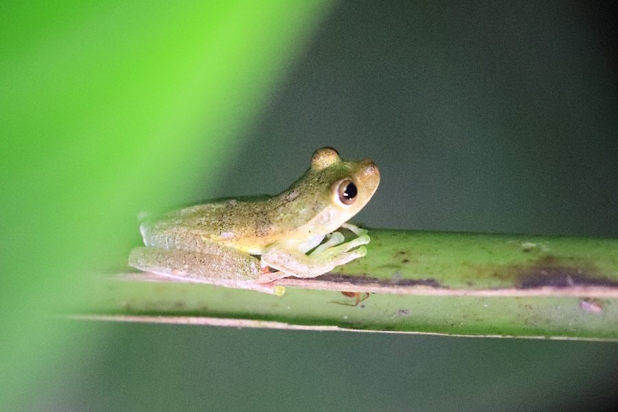-November- (Mindo, Ecuador)