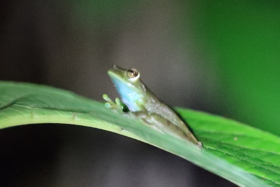-November- (Mindo, Ecuador)