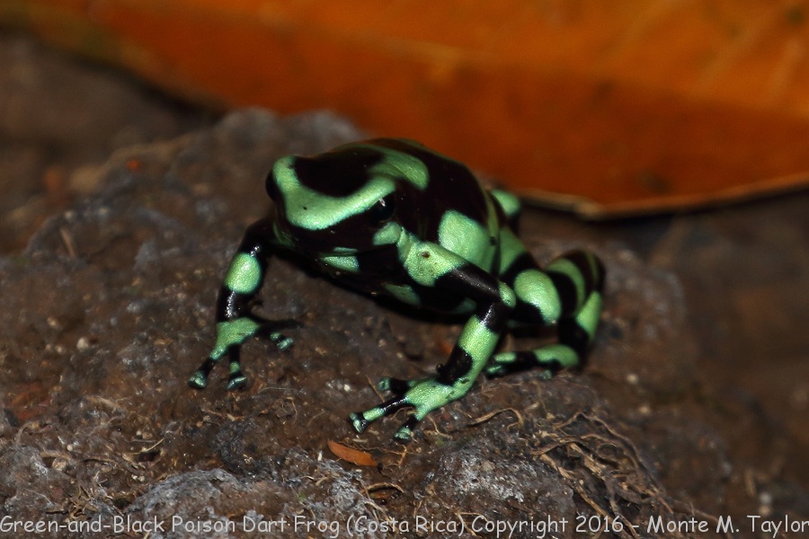Green-and-Black Poison Dart Frog -winter- (Selva Verde, Costa Rica)