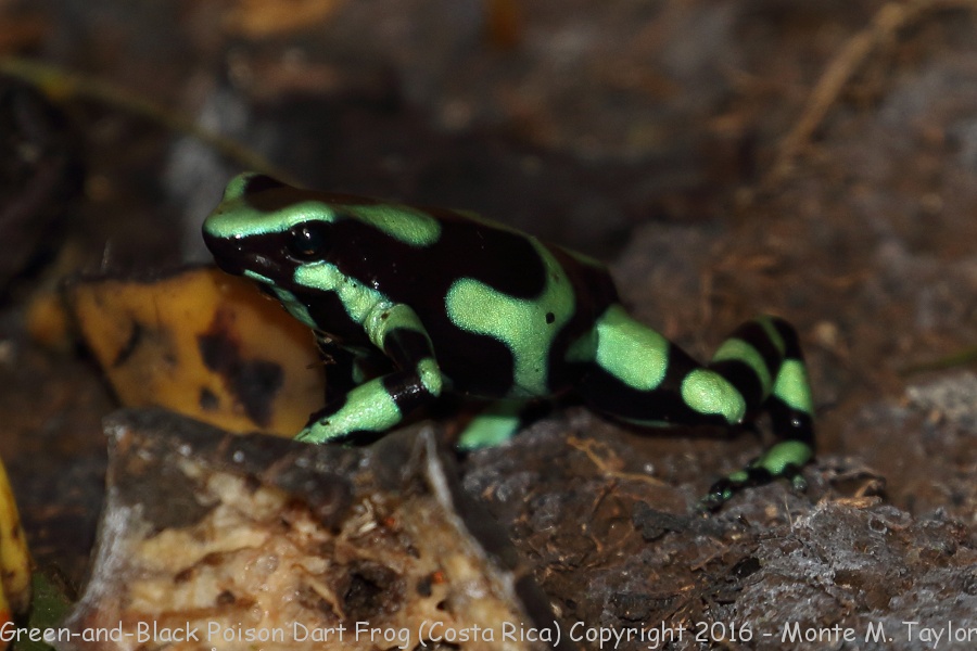 Green-and-Black Poison Dart Frog -winter- (Selva Verde, Costa Rica)