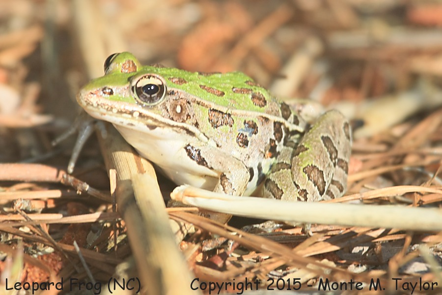 Leopard Frog -spring- (North Carolina)