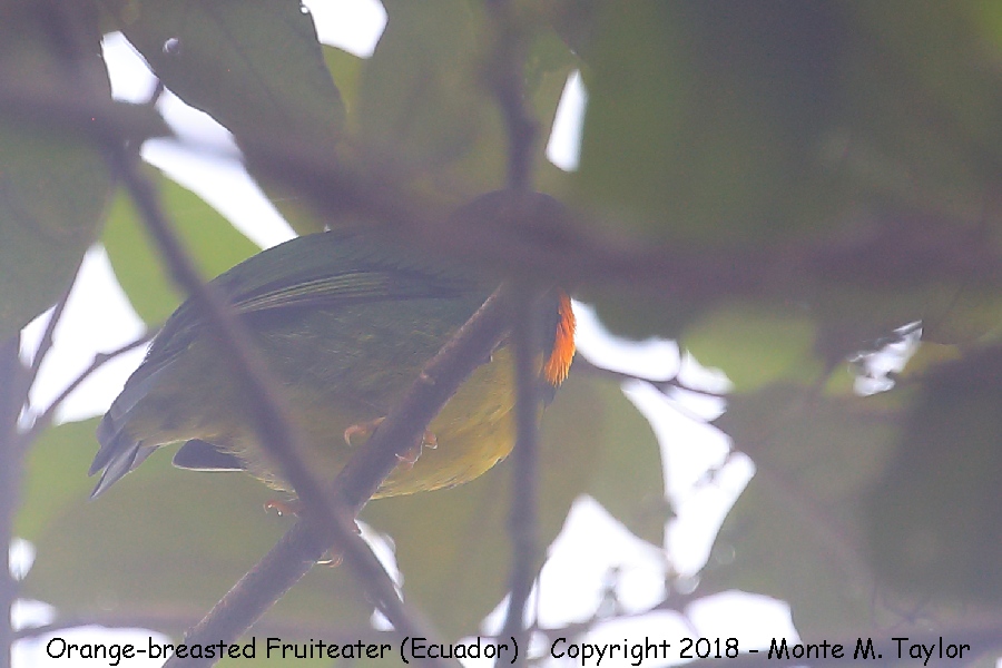 Orange-breasted Fruiteater -November- (Mashpi, Ecuador)