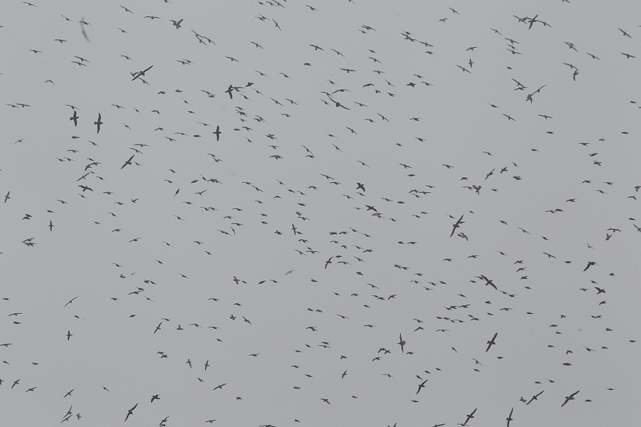 Northern Fulmar -spring flock of 100,000 plus- (Aleutian Islands, Alaska)
