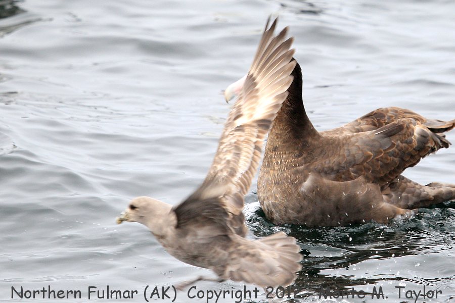 Northern Fulmar -spring w/Short-tailed Albatross behind- (Alaska)