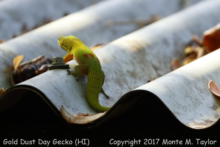 Gold Dust Day Gecko -spring- (Big Island, Hawai'i)