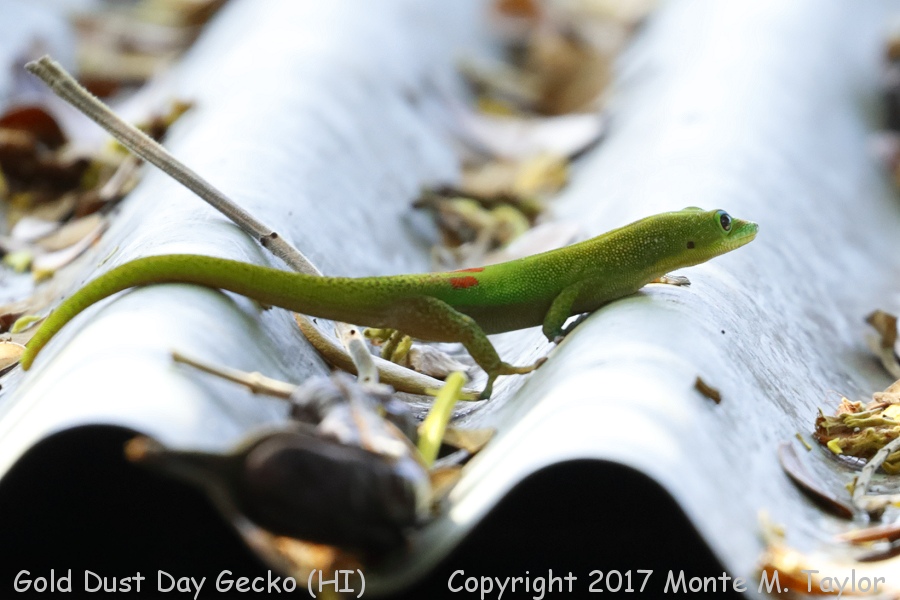 Gold Dust Day Gecko -spring- (Big Island, Hawai'i)