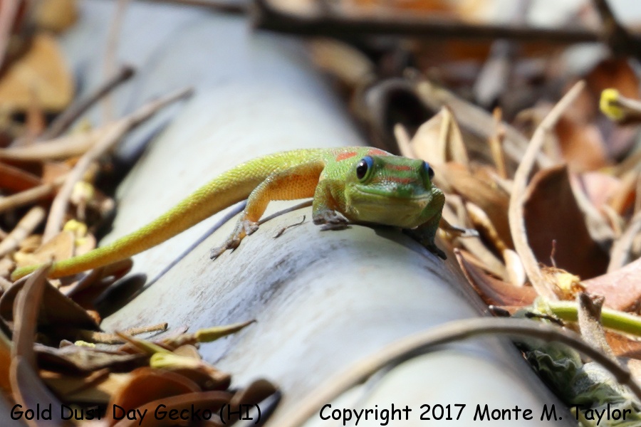 Gold Dust Day Gecko -spring- (Big Island, Hawai'i)