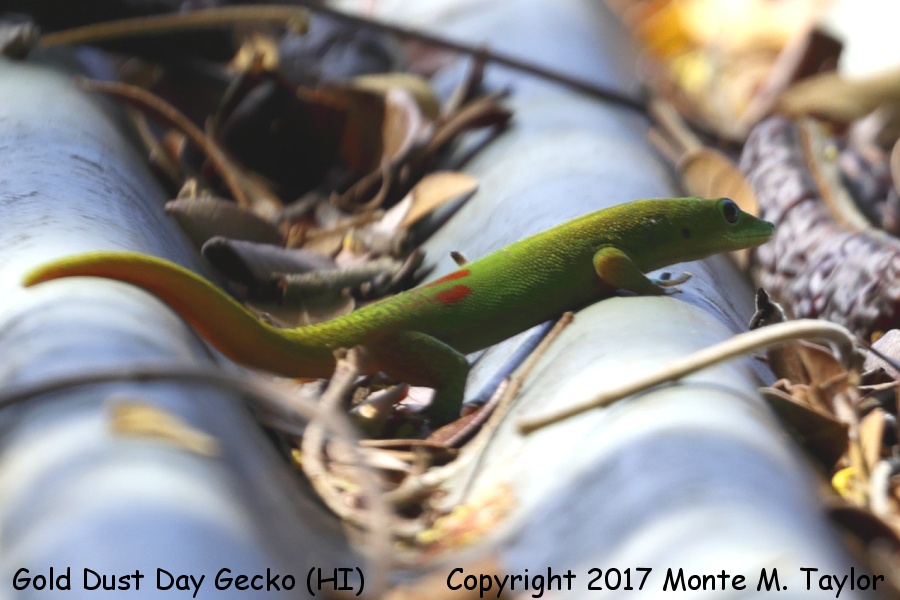 Gold Dust Day Gecko -spring- (Big Island, Hawai'i)
