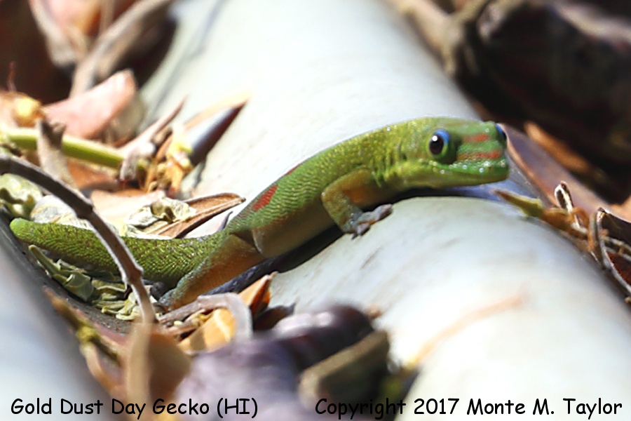 Gold Dust Day Gecko -spring- (Big Island, Hawai'i)
