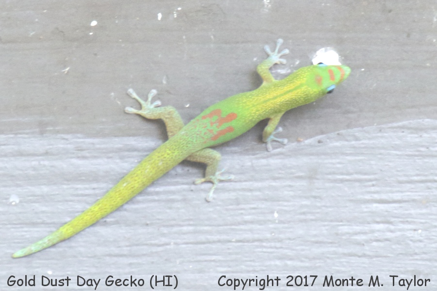 Gold Dust Day Gecko -spring- (Big Island, Hawai'i)