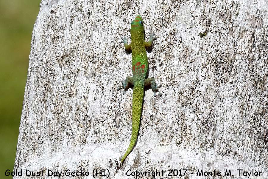 Gold Dust Day Gecko -spring- (Big Island, Hawai'i)
