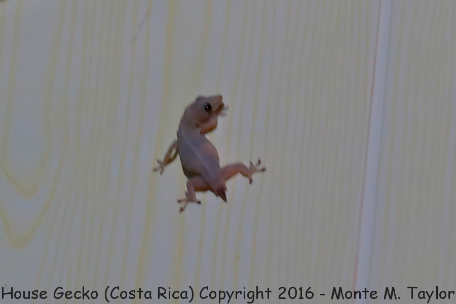 House Gecko -winter- (Selva Verde, Costa Rica)