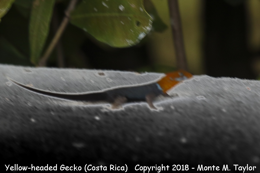 Yellow-headed Gecko -winter- (Costa Rica)