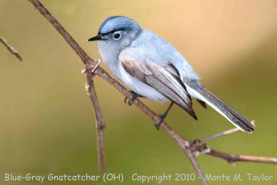 Blue-gray Gnatcatcher -spring- (Ohio)