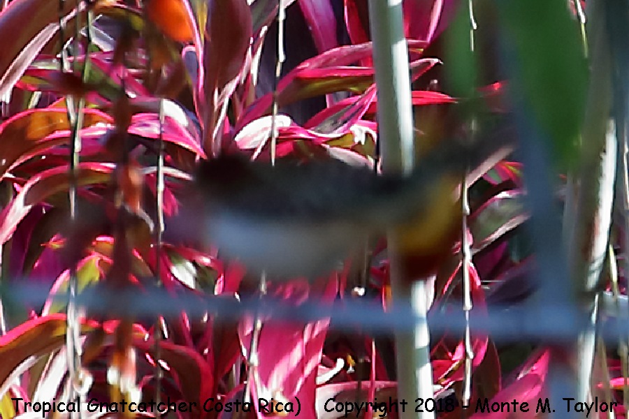 Tropical Gnatcatcher -winter- (Costa Rica)