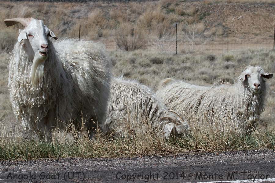 Angola Goat -spring- (Utah)