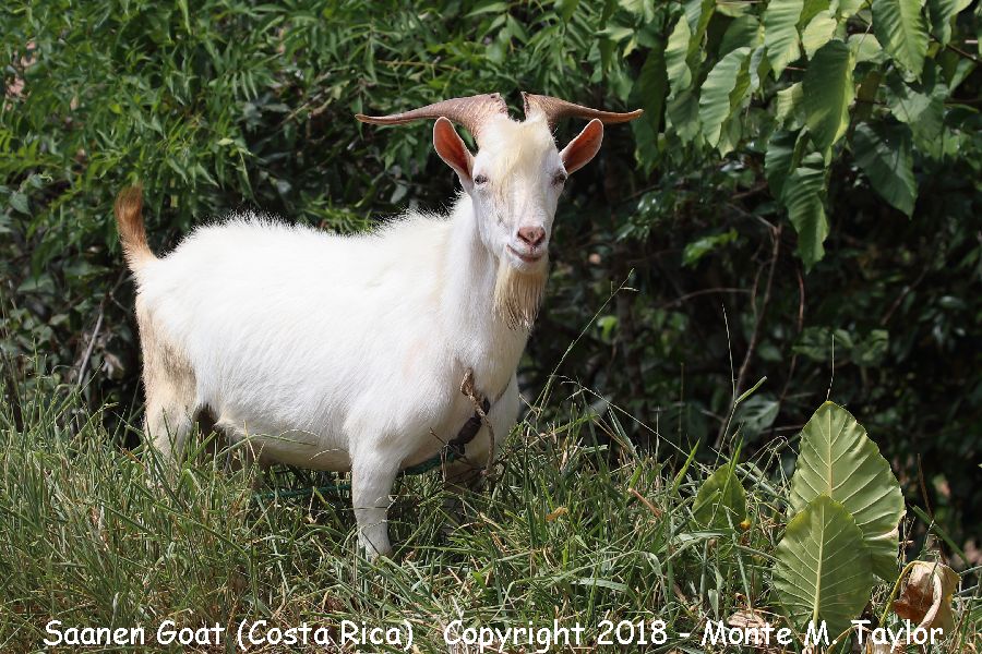 Saanen Goat -winter- (Costa Rica)