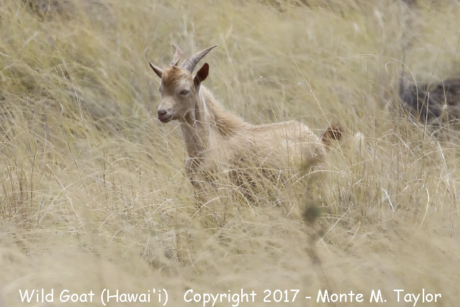 Wild Goat (Hawai'ian Ibex) -spring- (Hawai'i Big Island, Hawai'i)