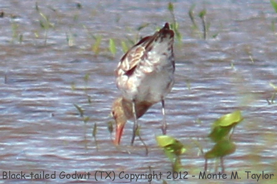 Black-tailed Godwit -Jun 23rd, 2012- (Brazoria NWR, Texas)