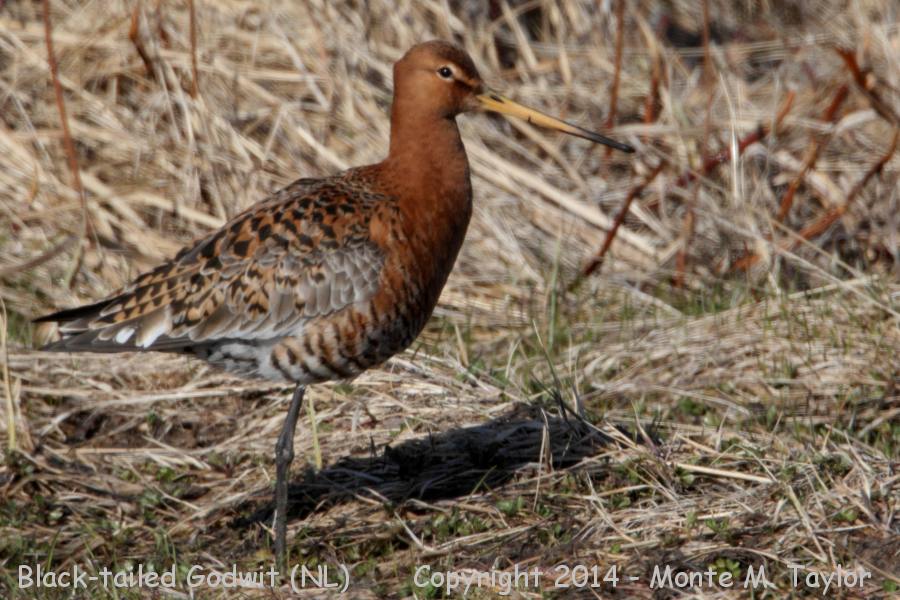  Black-tailed Godwit -May 2nd, 2014- (Old Perlican, Newfoundland)