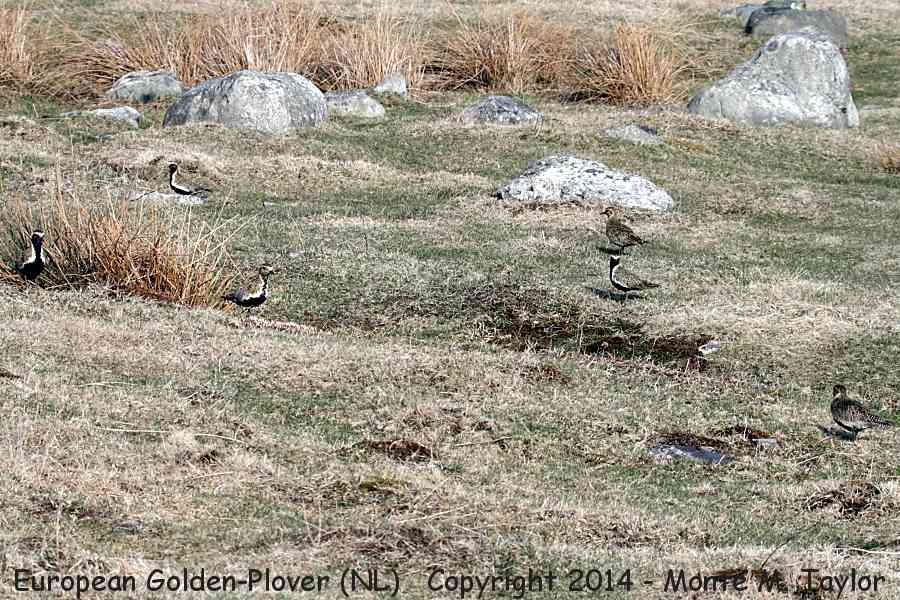 European Golden-Plover -group of 6 on May 1st, 2014- (Renews, Newfoundland)